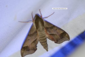 Virginia creeper moth (Darapsa myron)