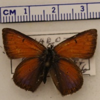 Lycaena hippothoe