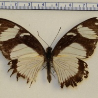 Papilio dardanus