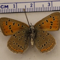 Lycaena hippothoe