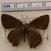 Satyrium ilicis