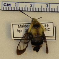 Hemaris diffinis