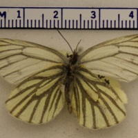 Pieris napi