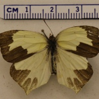 Eurema mexicana