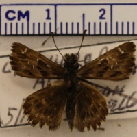 Carcharodus alceae