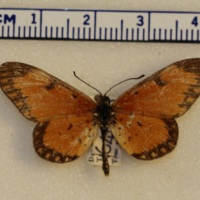 Acraea sp.