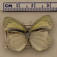 Eurema daira