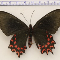 Parides photinus