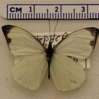 Leptophobia aripa