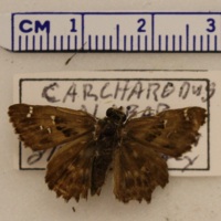 Carcharodus alceae