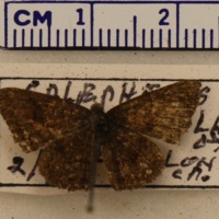 Calephelis costaricicola