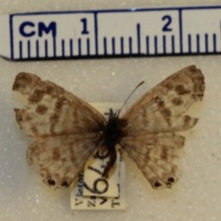 Unknown Lycaenid