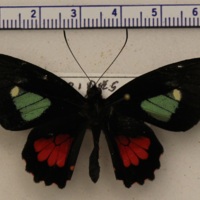 Parides eurimedes mylotes