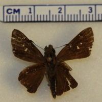 Unknown Skipper