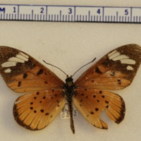 Acraea encedon