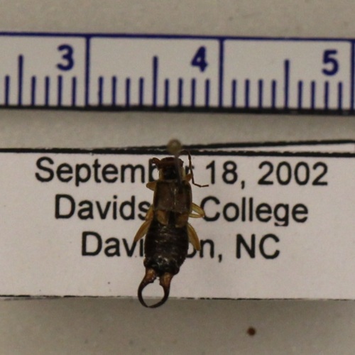 http://insects.davidson.edu/virtualinsects/files/original/IMG_9495.JPG