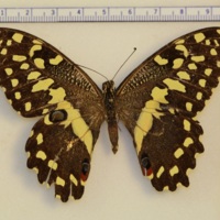 Papilio demodocus