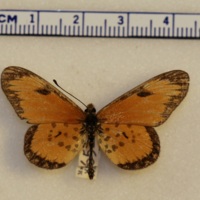 Acraea sp.