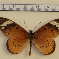 Acraea encedon