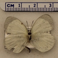 Eurema albula