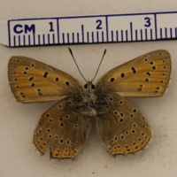 Lycaena hippothoe