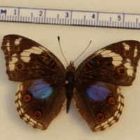 Junonia oenone