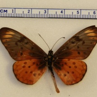 Acraea sp.