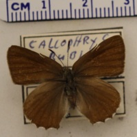 Callophrys rubi