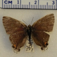 Hypolycaena philippus