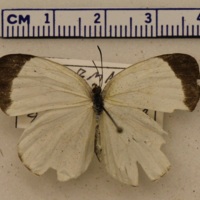 Eurema albula