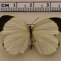 Eurema albula