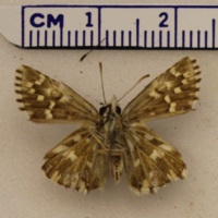 Pyrgus alveus