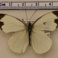 Leptophobia aripa