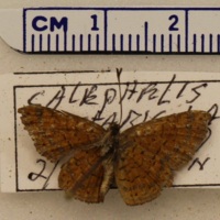 Calephelis costaricicola