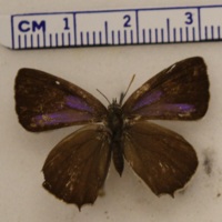 Neozephyrus quercus