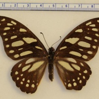 Graphium leonidas