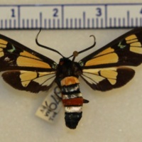 Euchromia folletii