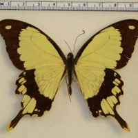 Papilio dardanus