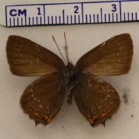 Satyrium ilicis