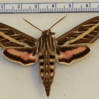 Hyles lineata