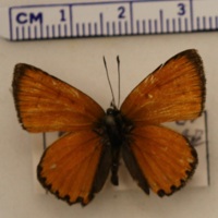 Lycaena virgaureae