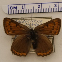 Lycaena hippothoe