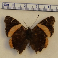 Antanartia schaeneia