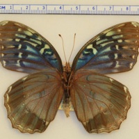 http://insects.davidson.edu/virtualinsects/files/original/IMG_453.JPG