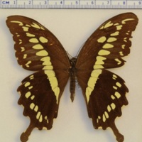 Papilio constantinus