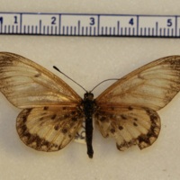 Acraea sp.