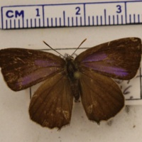 Neozephyrus quercus