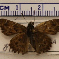 Carcharodus alceae