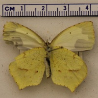 Eurema mexicana