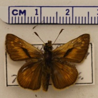 Ochlodes sylvanus